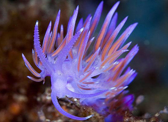 Nudibranch Sea Slug
