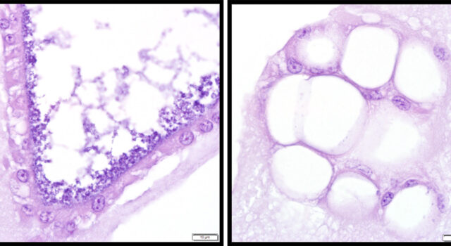Chicken lung organoids
