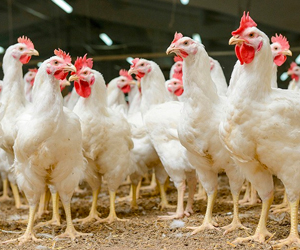 Picture of chickens standing next to each other.
