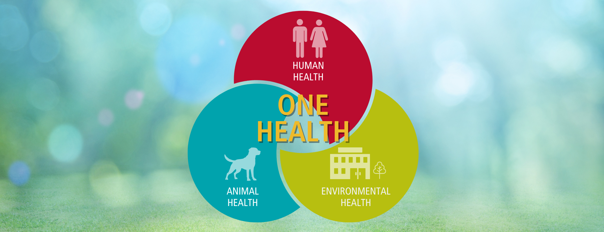 One Health Graphic showing interrelationship between human, animal and environmental health